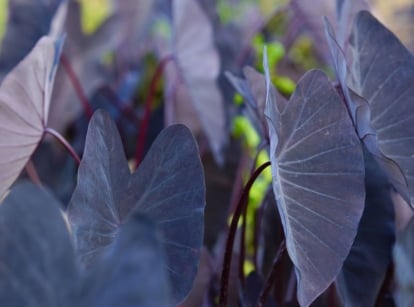 A close-up shot of a composition of shield-shaped, dark colored leaves of the black magic colocasia