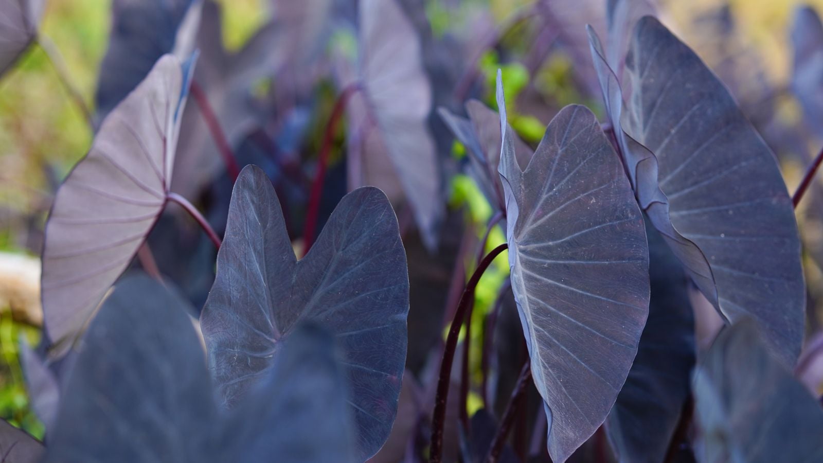 A close-up shot of a composition of shield-shaped, dark colored leaves of the black magic colocasia