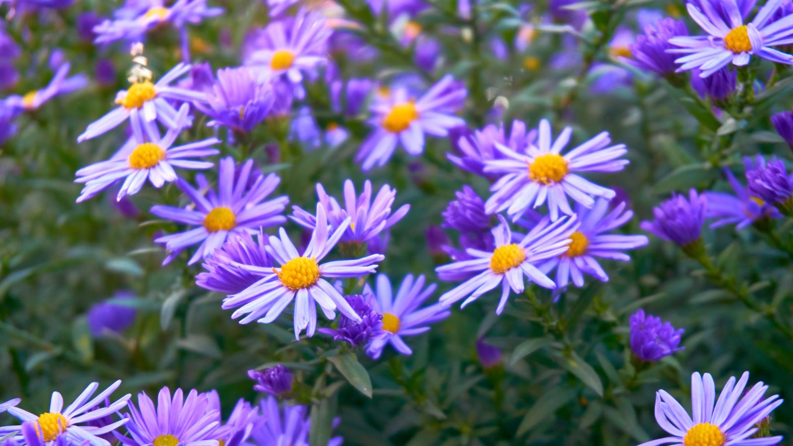 A close-up shot of a composition of vibrant jewel purple colored flowers with slender petals and yellow centers