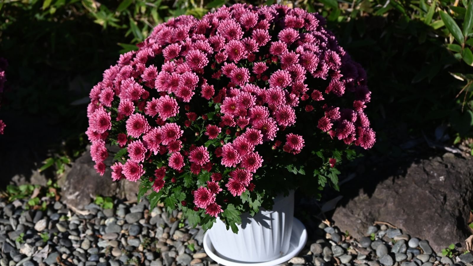 A close-up shot of a composition of vibrant purple-pink colored flowers placed on a pot outdoors
