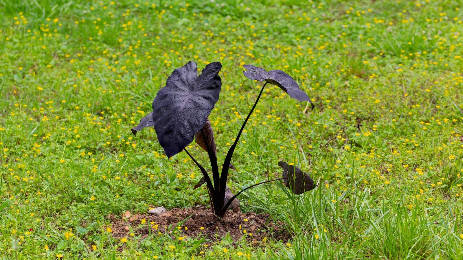 A close-up shot of a developing seedling of a dark colored elephant ear plant, placed on rich soil outdoors