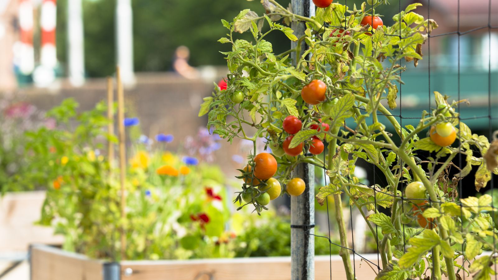 A close-up shot of a developing vining crops called tomatoes, growing on a support structure, all situated in a well lit area outdoors