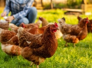 A close-up shot of a group of livestock with a person in the background collecting their eggs, showcasing fall chicken care