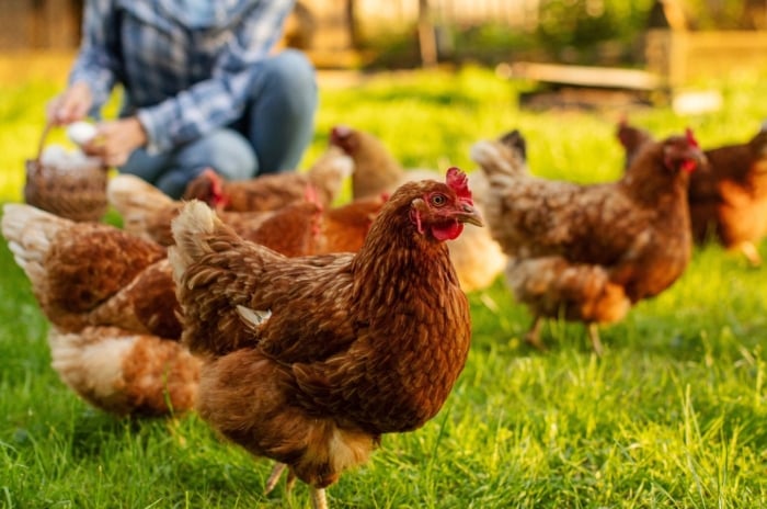 A close-up shot of a group of livestock with a person in the background collecting their eggs, showcasing fall chicken care