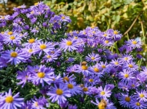 A close-up shot of a large composition of mounding purple colored flowers called the october skies asters