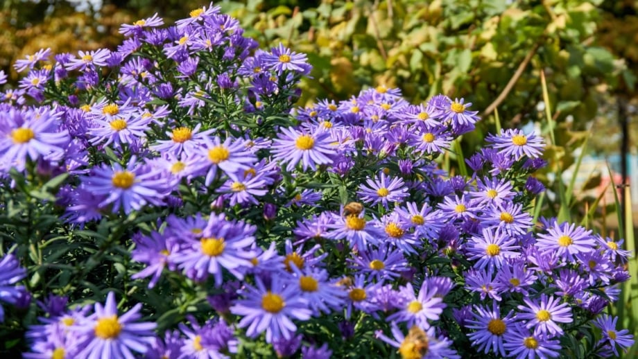 A close-up shot of a large composition of mounding purple colored flowers called the october skies asters