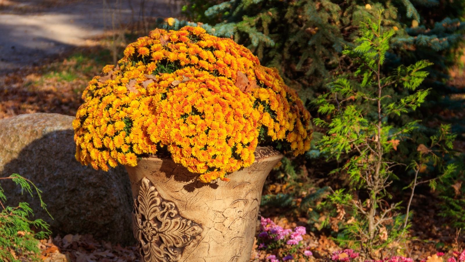 A close-up shot of a large composition of orange colored flowers placed in a stone planter outdoors