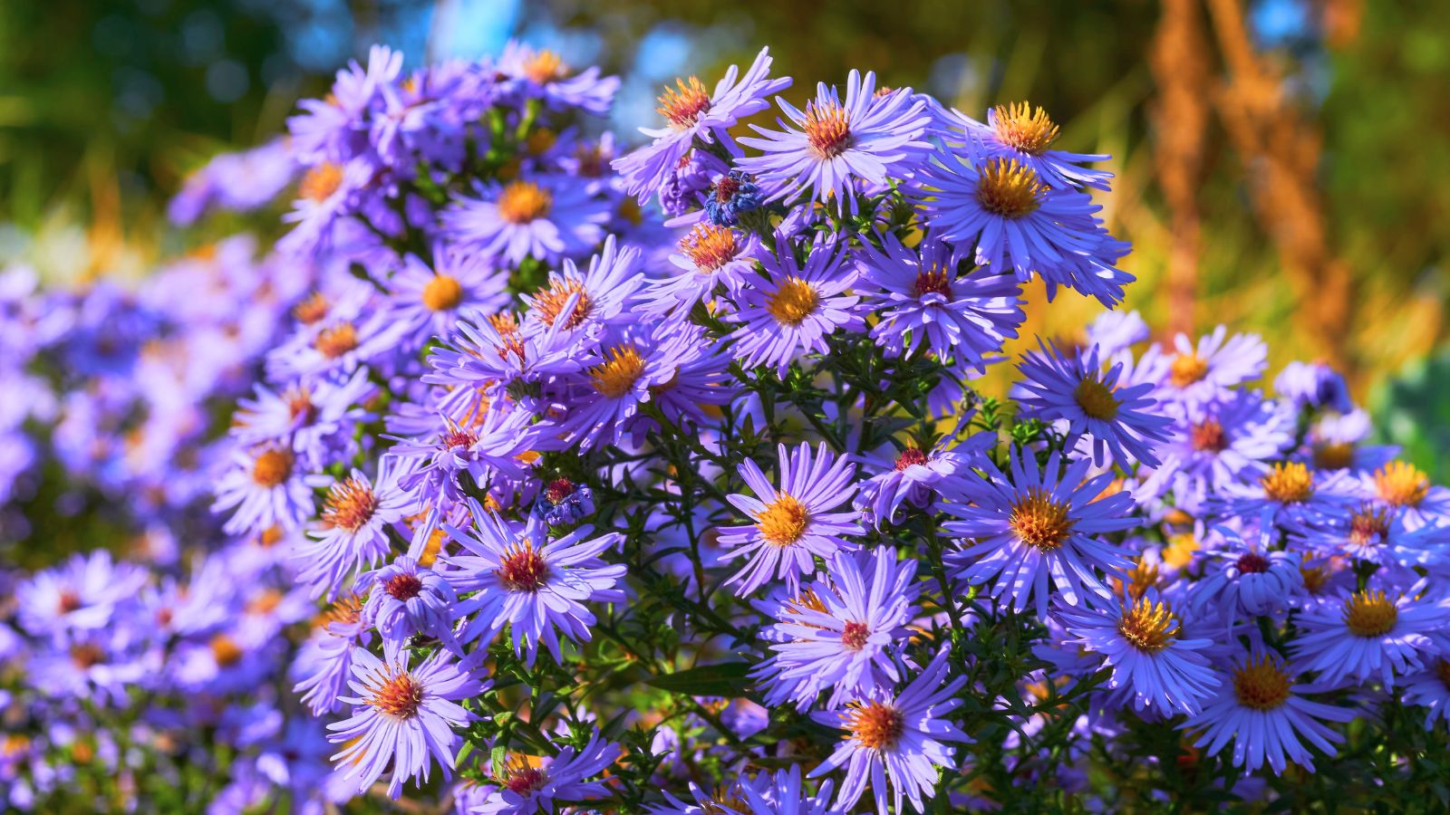 A close-up shot of a large composition of vibrant purple colored, mounding flowers, all basking in bright sunlight