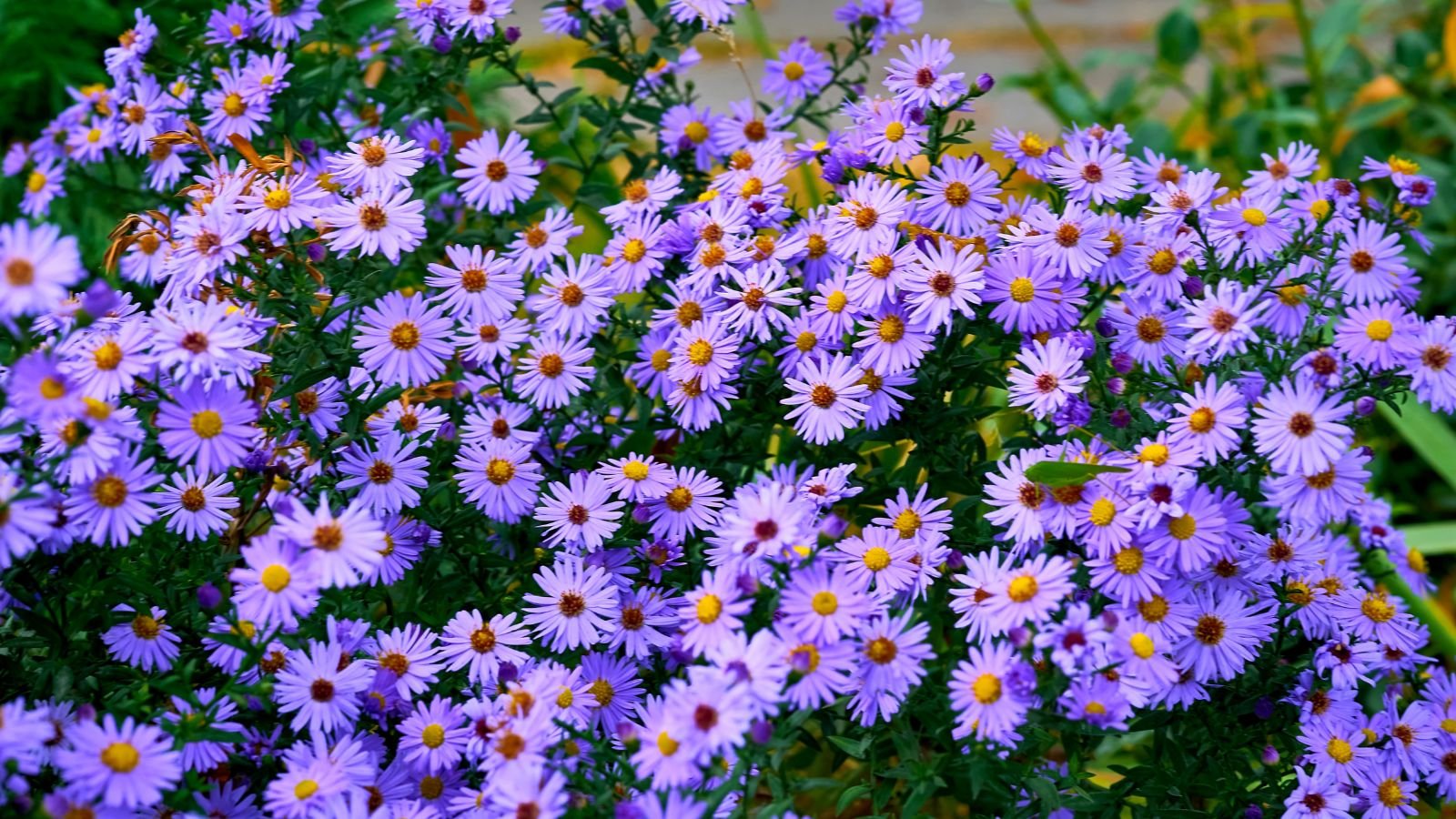 A close-up shot of a large composition of vibrant purple colored mounding flowers with yellow centers and blue-green foliage