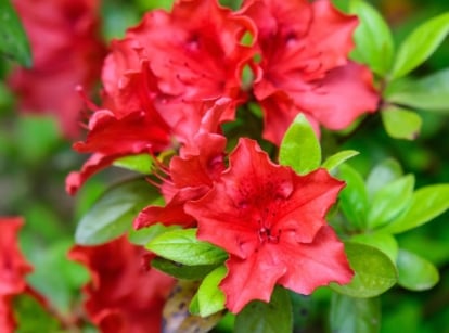 A close-up shot of a large composition of vivid deep red colored flowers of the autumn bonfire azalea