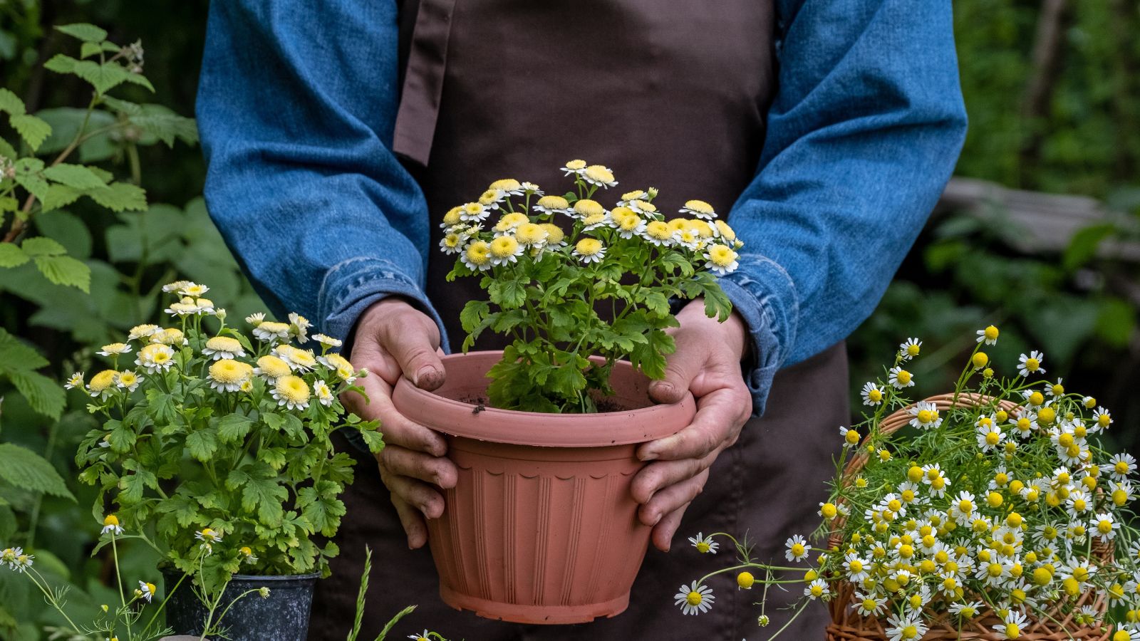 A close-up shot of a person in the process of holding a planter filled with flowers, to be buried in a well lit area outdoors