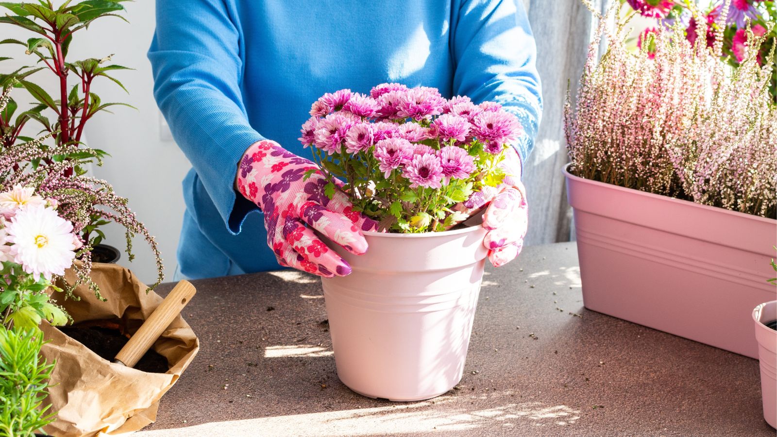 A close-up shot of a person in the process of preparing flowers on a planter indoors