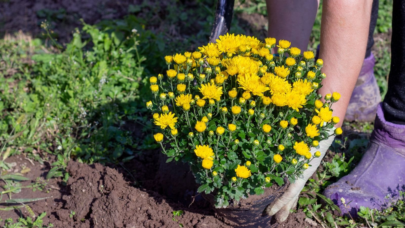 A close-up shot of a person, in the process of transplanting yellow flowers directly to soil outdoors