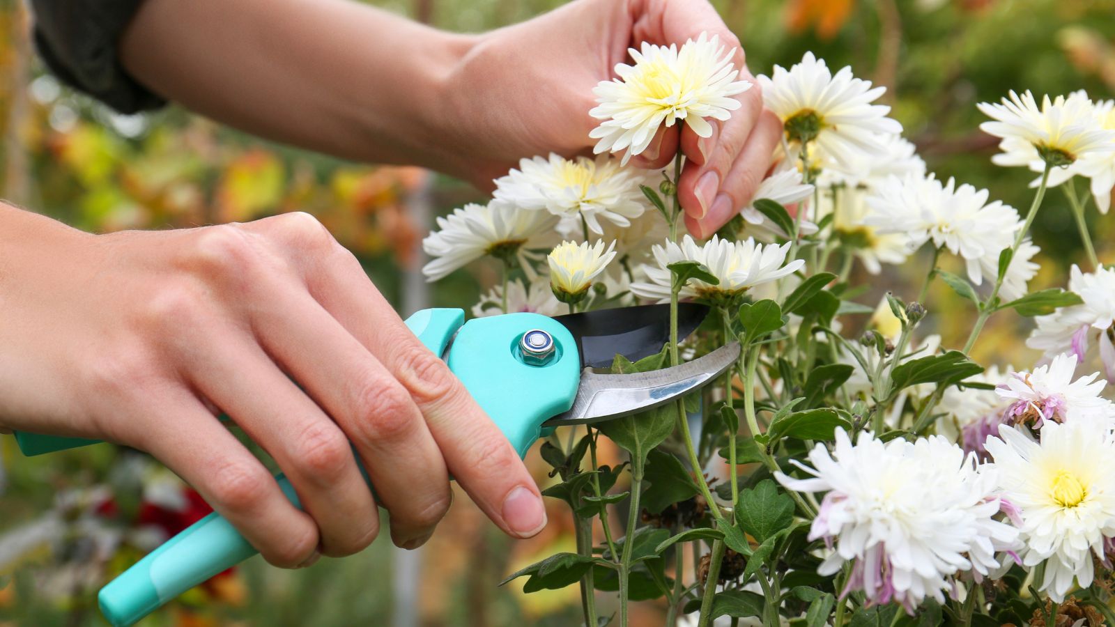 A close-up shot of a person in the process of trimming white flowers using a hand pruner, all situated outdoors
