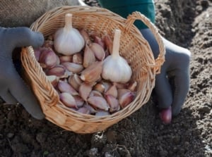 A close-up shot of a person's hand holding a small basket full of cloves of an allium crop, in the process of planting them, showcasing how to grow garlic grocery store