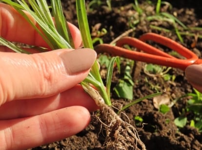 A close-up shot of a person's hand holding an uprooted foliage, showcasing how to remove invasive plants