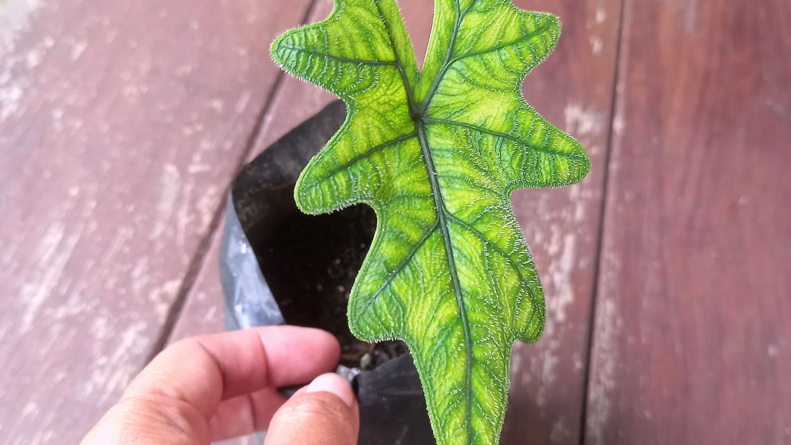 A close-up shot of a person's hand in the process of inspecting a vibrant light green colored houseplant with dark veins, all situated in a well lit area