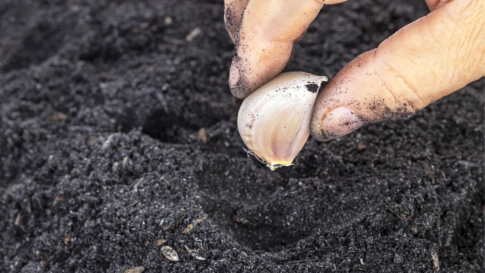 A close-up shot of a person's hand in the process of planting a clove of an allium crop in rich dark soil