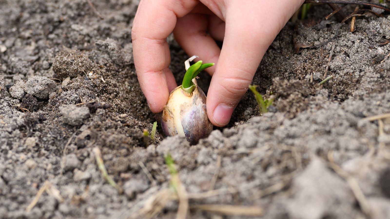 A close-up shot of a person's hand in the process of planting a sprouted clove of a bulb, all situated in a well lit area outdoors