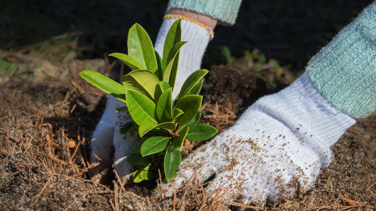 A close-up shot of a person's hand in the process of planting cuttings of a flowering shrub in a well lit area outdoors