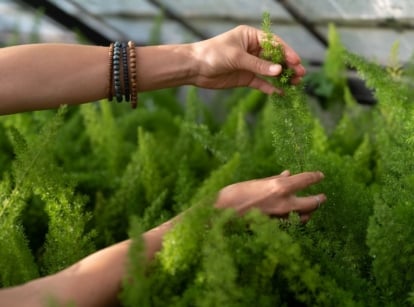 A close-up shot of a person's hand in the process of tending to a composition of bushy fronds, showcasing foxtail ferns fall winter care