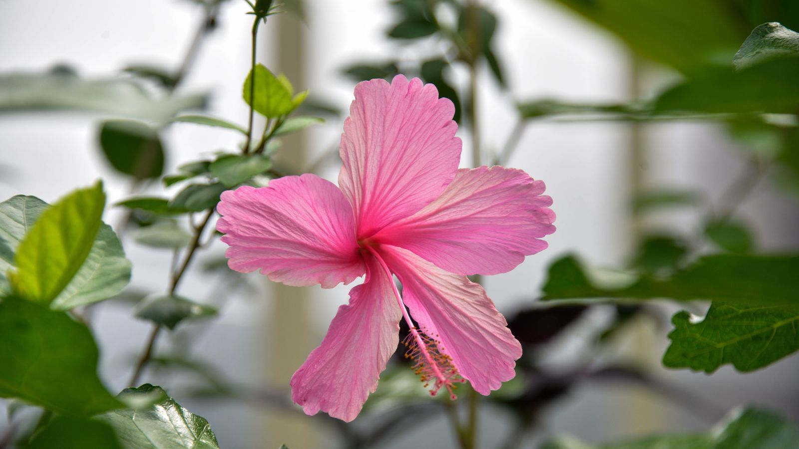 A close-up shot of a pink colored flower alongside green foliage inside during the winter