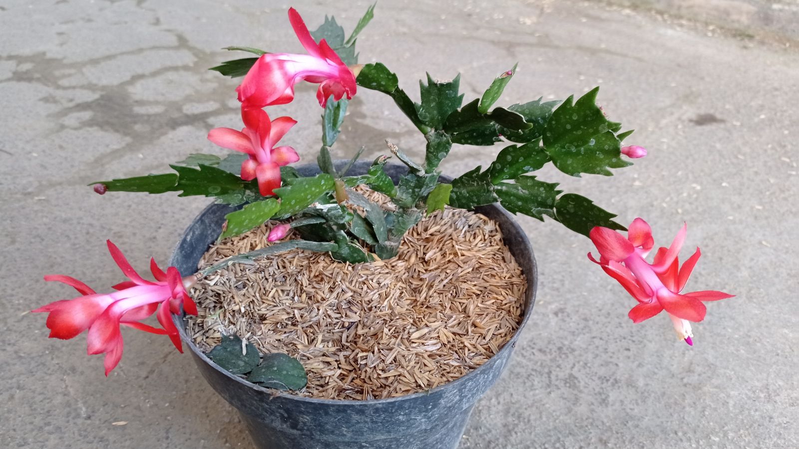 A close-up shot of a potted succulent plant, showcasing its flat green stems and pink-purple flowers, all situated in a well lit area outdoors