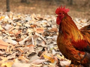 A close-up shot of a poultry livestock walking in a yard area with dried, fallen foliage, showcasing fall leaves chickens