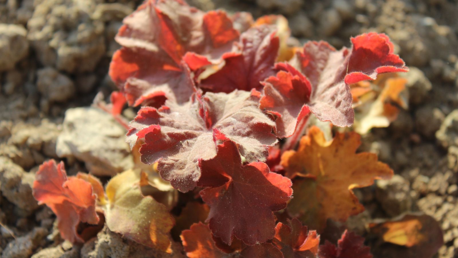 A close-up shot of a small composition of a small mound of red, apricot colored leaves of the heuchera, basking in bright sunlight outdoors
