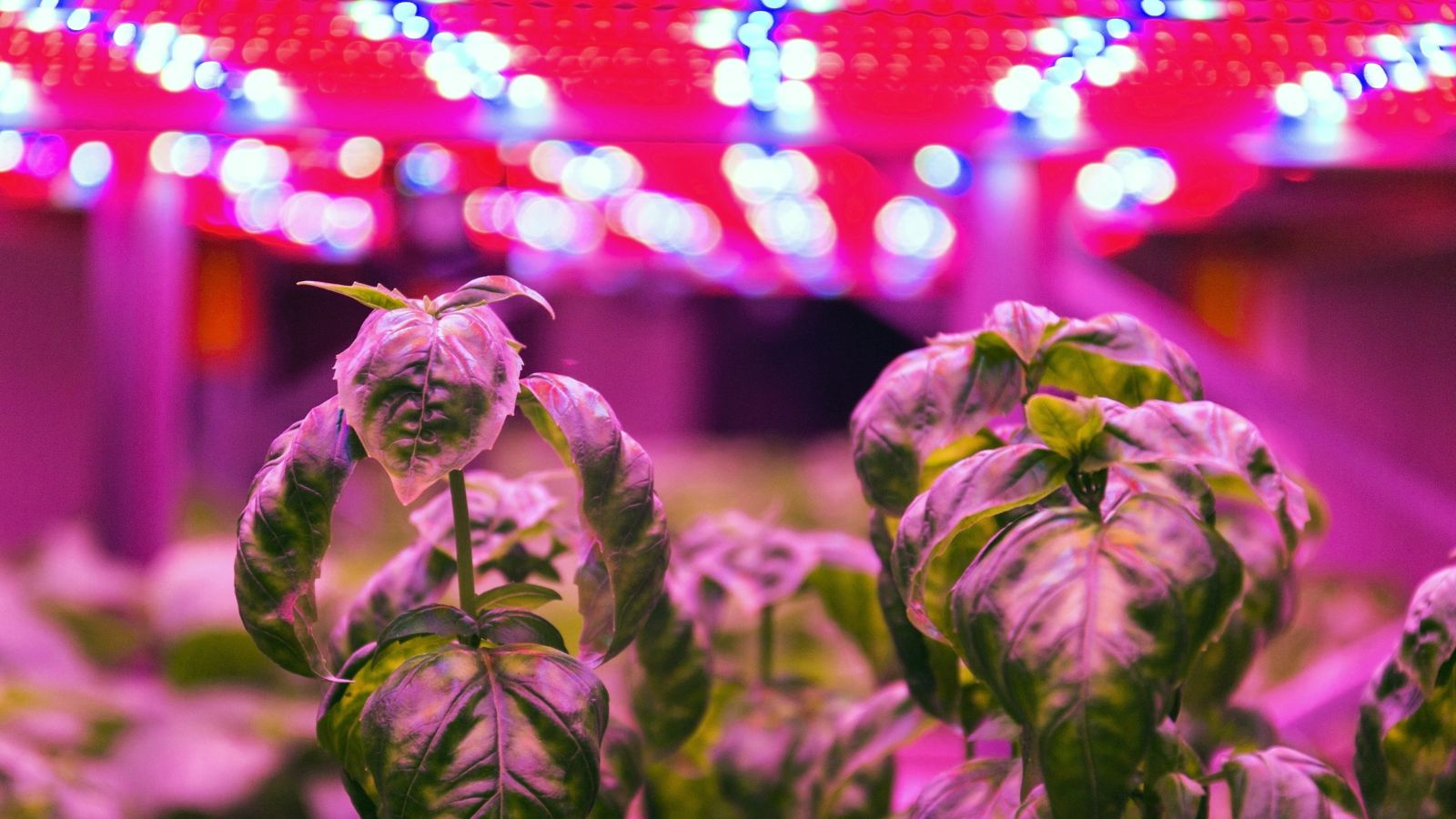 A close-up shot of a small composition of developing aromatic plants under purple colored artificial lighting