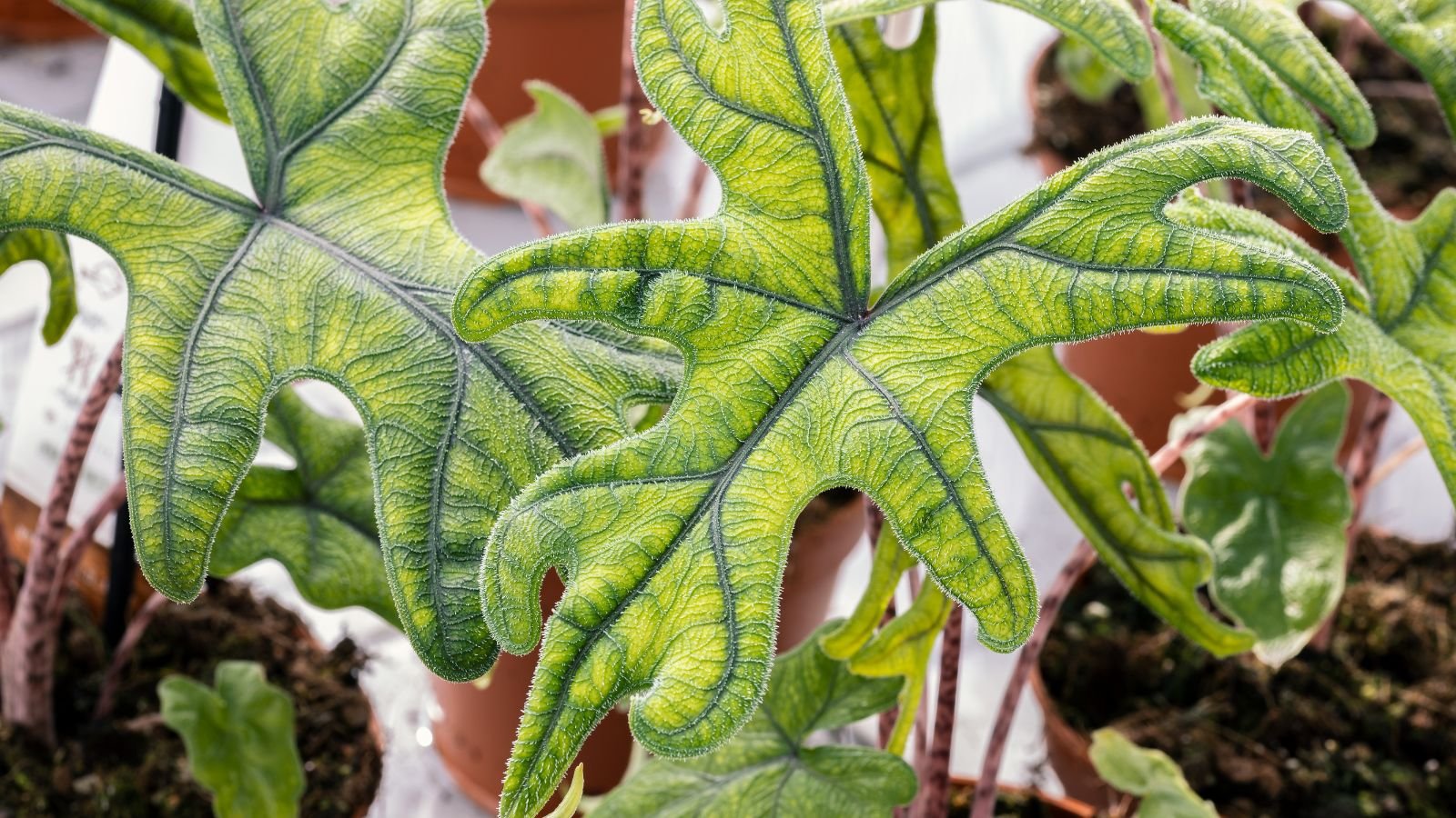 A close-up shot of a small composition of developing, light-green colored leaves of a houseplant, placed in a well lit area