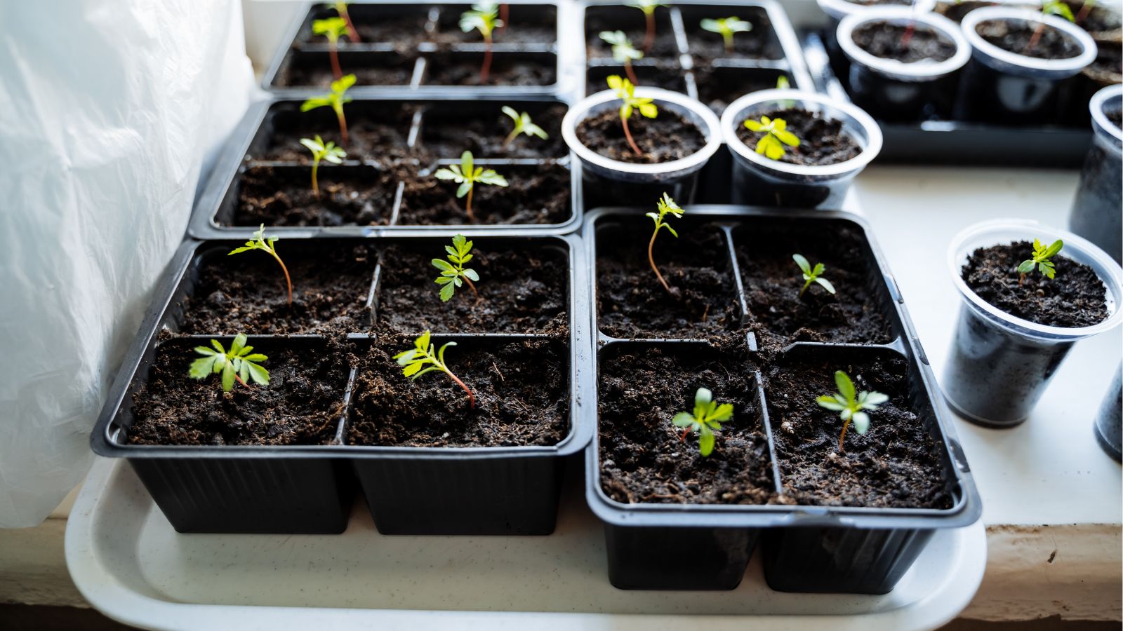 A close-up shot of a small composition of developing seedlings on a seed-starting tray, all placed in a well lit area