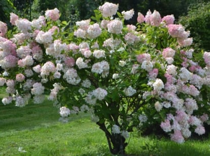 A close-up shot of a small composition of pannicle flower clusters of flowering shrub, showcasing hydrangea trees care