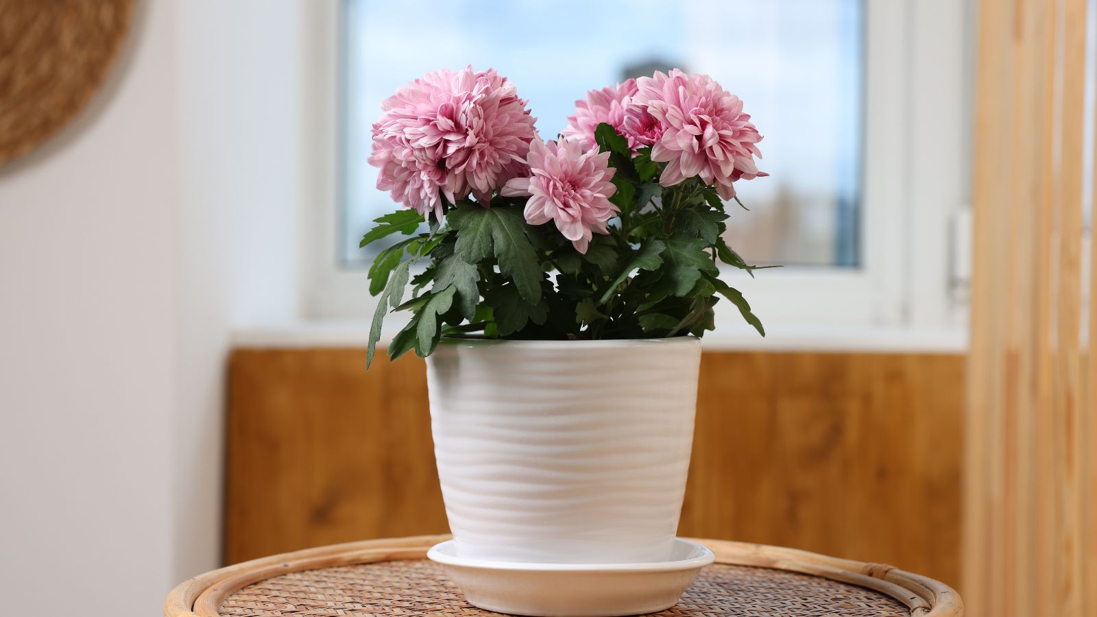 A close-up shot of a small composition of pink colored flowers placed on a small white pot indoors
