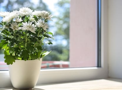 A close-up shot of a small composition of white colored flowers, placed ins a white pot, near a window, showcasing how to overwinter potted mums