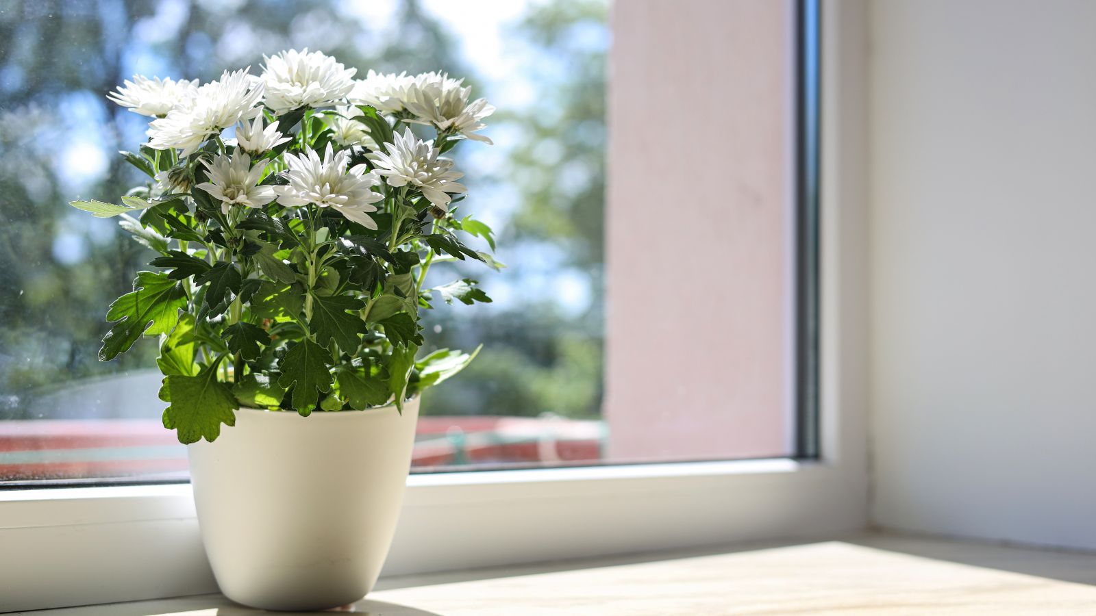 A close-up shot of a small composition of white colored flowers, placed ins a white pot, near a window, showcasing how to overwinter potted mums