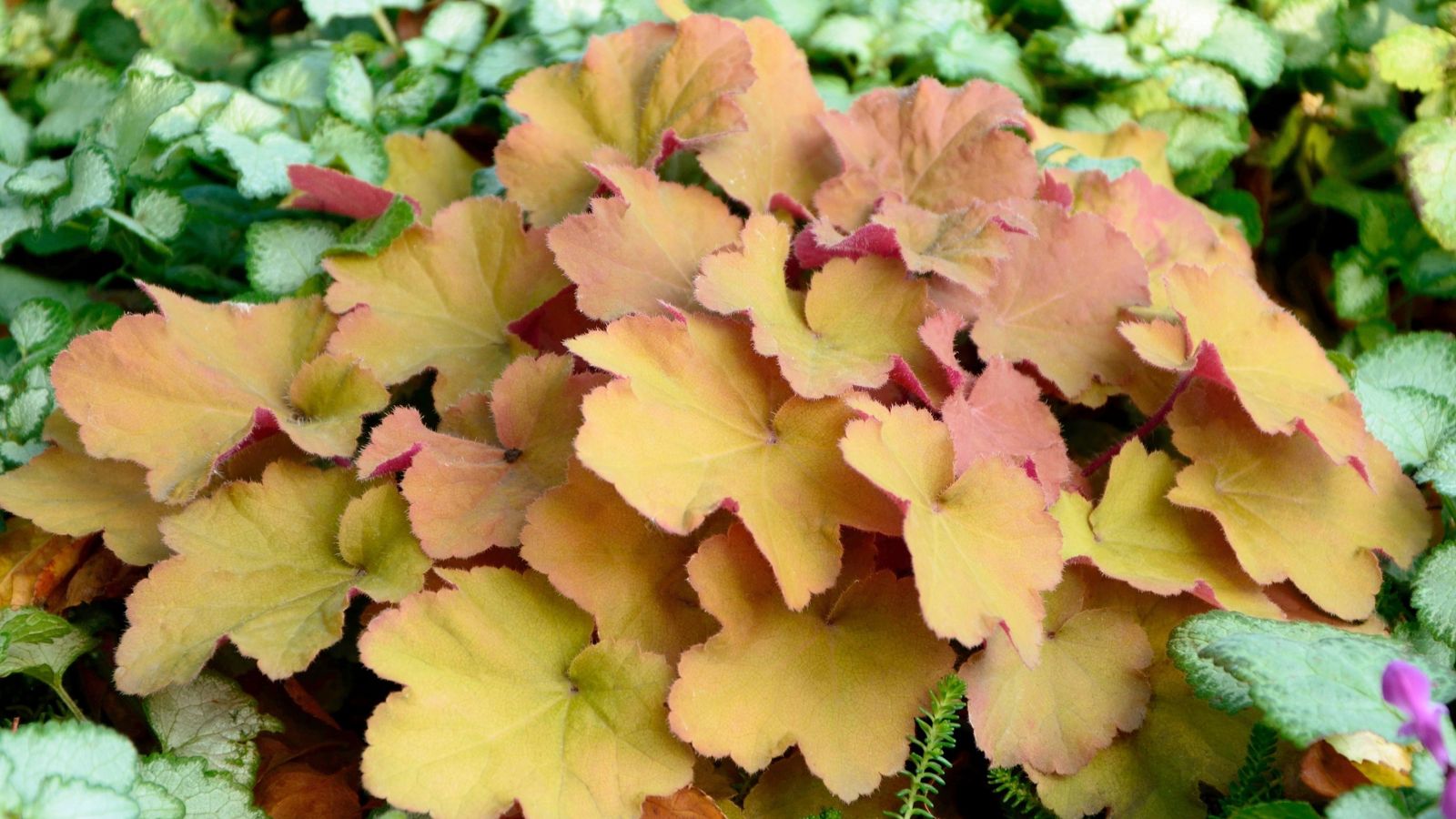 A close-up shot of a small mound of golden, apricot colored leaves of the heuchera, all situated in a well lit area outdoors