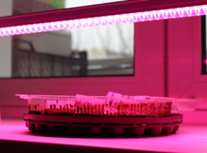 A close-up shot of a small seed starting tray placed on a windowsill and under an LED grow light, showcasing indoor herb lights