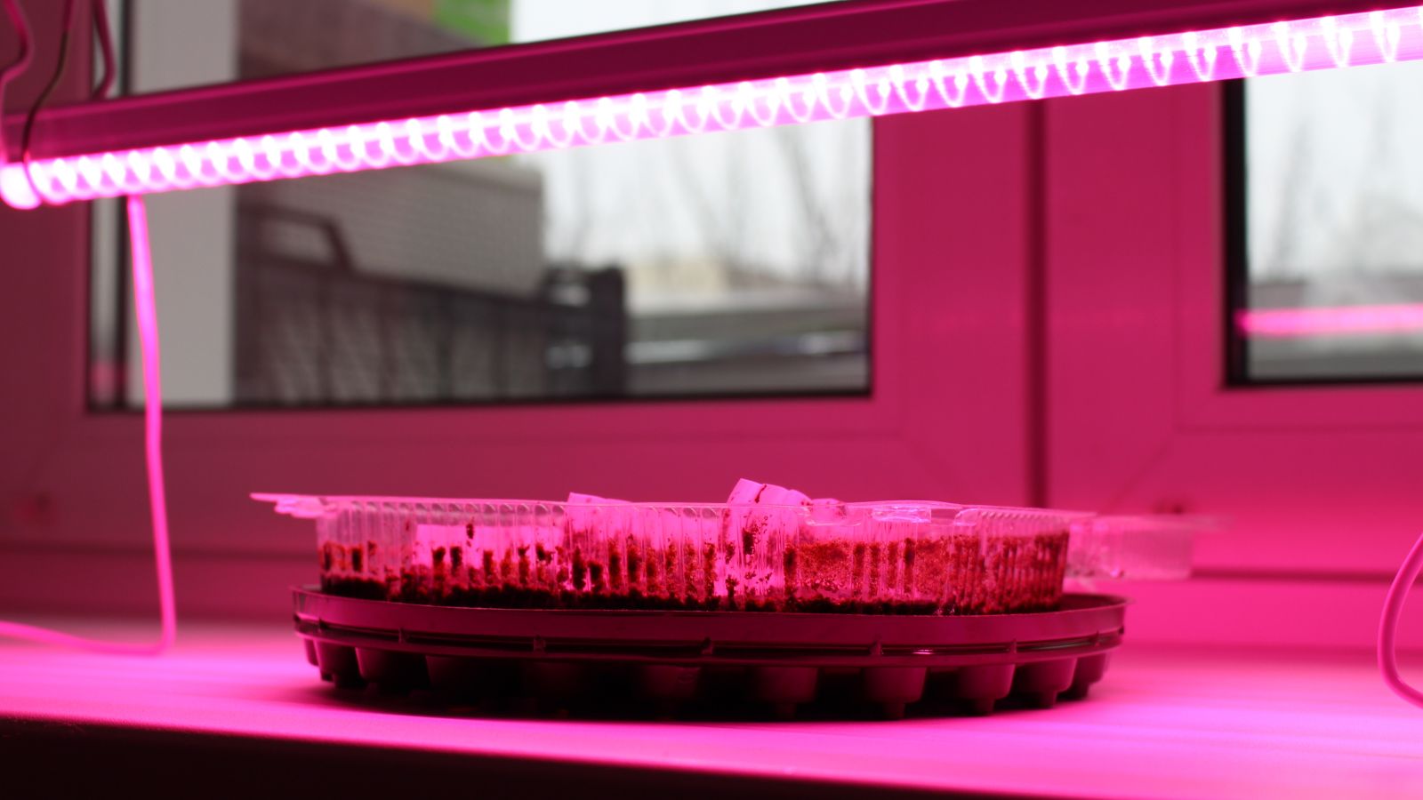 How to Grow an Indoor Herb Bar Under Lights