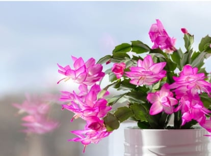 A close-up shot of a succulent plant, placed on a pot, featuring its green, flat stems and pink flowers, showcasing why Thanksgiving cactus blooms too early