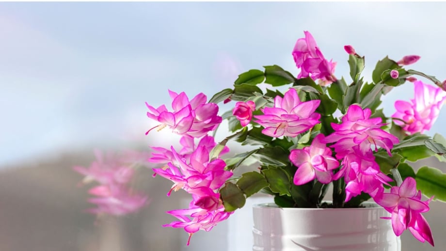 A close-up shot of a succulent plant, placed on a pot, featuring its green, flat stems and pink flowers, showcasing why Thanksgiving cactus blooms too early