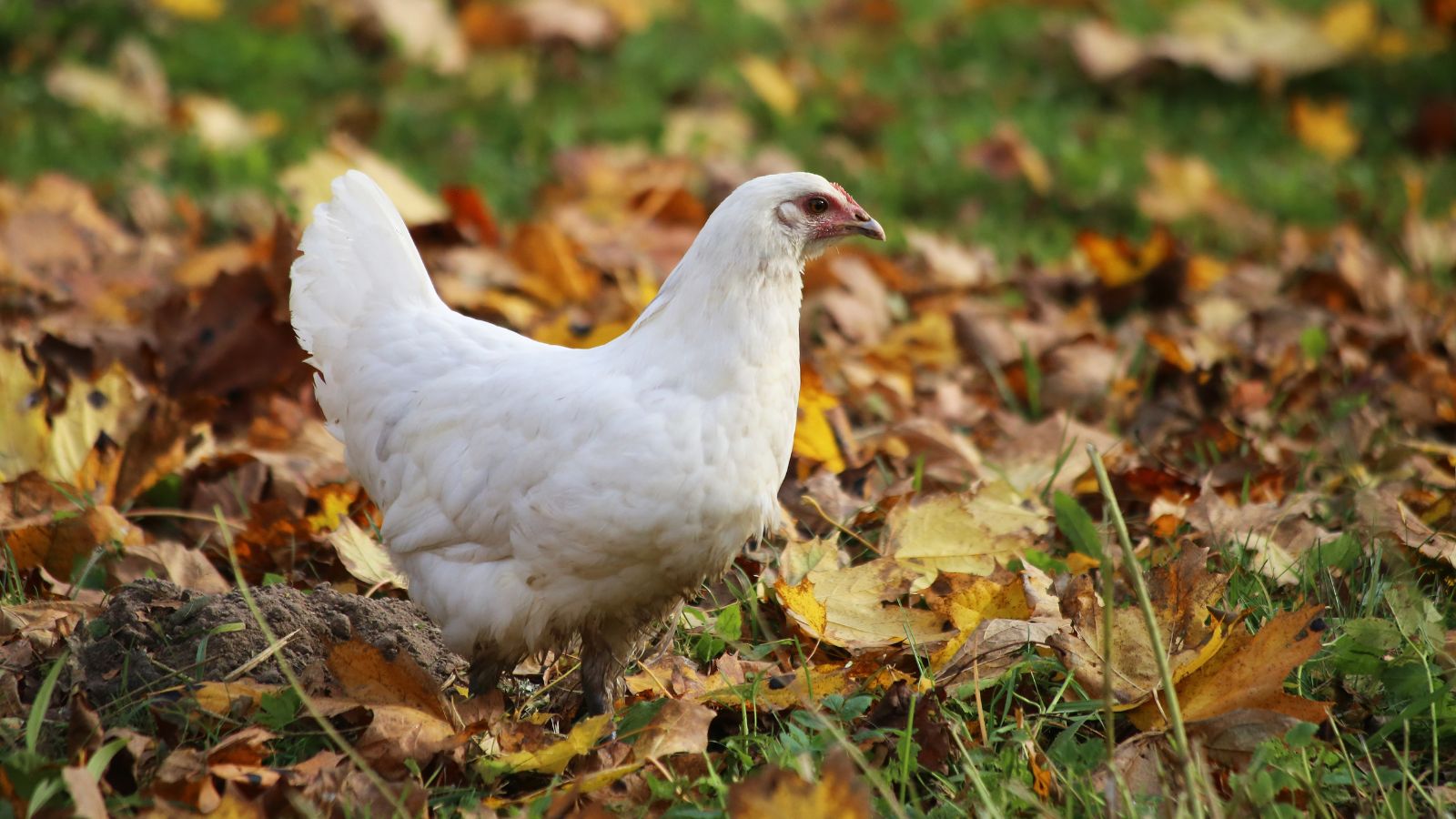 A close-up shot of a white poultry livestock walking on dried fallen foliage in a garden area