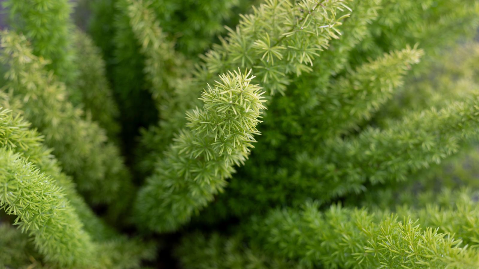 A close-up shot of a small composition bushy green colored fronds of a plant, all situated in a well lit area outdoors