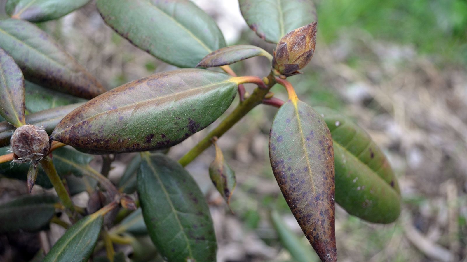 A close-up shot of damaged and diseased leaves of a rhododendron shrub in a well lit area outdoors