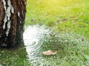A close up shot of pooling water after the rain, requiring to flood proof garden with green grass on the ground submerged in water