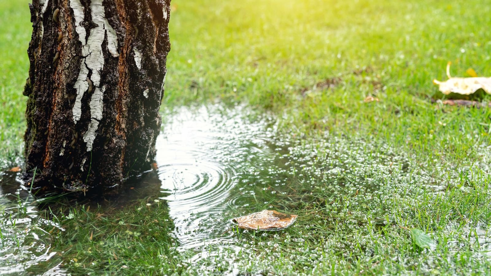 A close up shot of pooling water after the rain, requiring to flood proof garden with green grass on the ground submerged in water