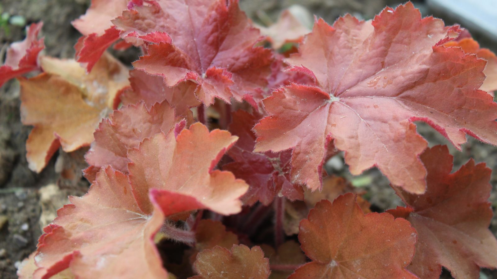 A close-up shot of red-bronze colored leaves, forming a compact mound in a well lit area outdoors