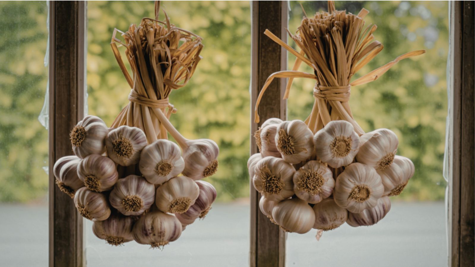A close-up shot of several bunches of braided allium bulbs, placed near a window indoors