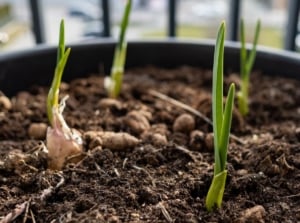 A close-up shot of several developing and sprouting allium crops, showcasing how to grow garlic containers