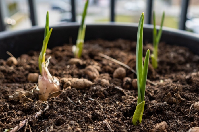 A close-up shot of several developing and sprouting allium crops, showcasing how to grow garlic containers